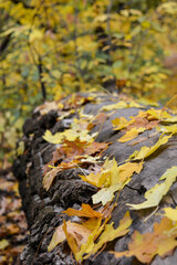 yellow autumn leaves on on a log