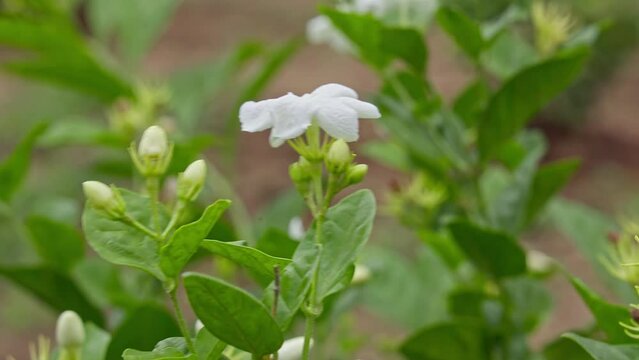 A beautiful view of a small white jasmine flower and buds swaying in the wind