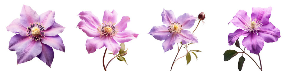 Colourful photo of a purple clematis flower on a transparent background