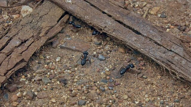 Close-up of big black lazy carpenter bull ants crawling on the mud ground