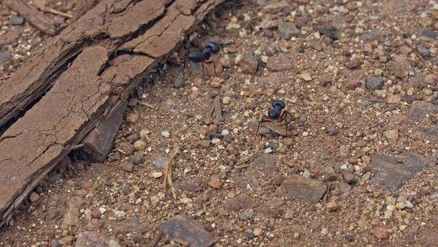 Close-up of big black lazy carpenter bull ants crawling on the mud ground