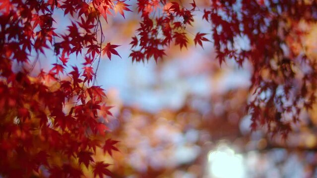 4K Low angle view of Beautiful red maple tree branch and leaves swaying in wind blow with sunlight passing through maple leaf in autumn sunny day in Japan. Beauty nature and season change in concept.