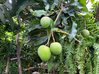 Green mango fruits on a mango tree isolated close-up on a tropical garden background in Icod de Los Vinos, Tenerife, Canary Islands, Spain 