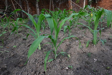 Corn Maize Agriculture Nature Field. Green corn field , agricultural crop.  corn plantation. 
Maize also known as corn. Corn Field Rural Farm. Green Corn Maize Plants.
