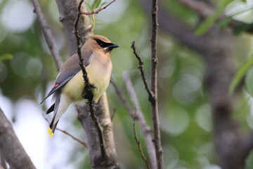 cedar waxwing (Bombycilla cedrorum) Vancouver Island Kanada