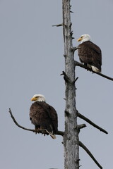  Bald Eagle  Vancouver Island Canada