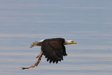  Bald Eagle  Vancouver Island Canada
