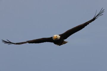  Bald Eagle  Vancouver Island Canada