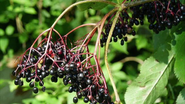 Sambucus nigra, black elder, berries, sambuco nero, Germany