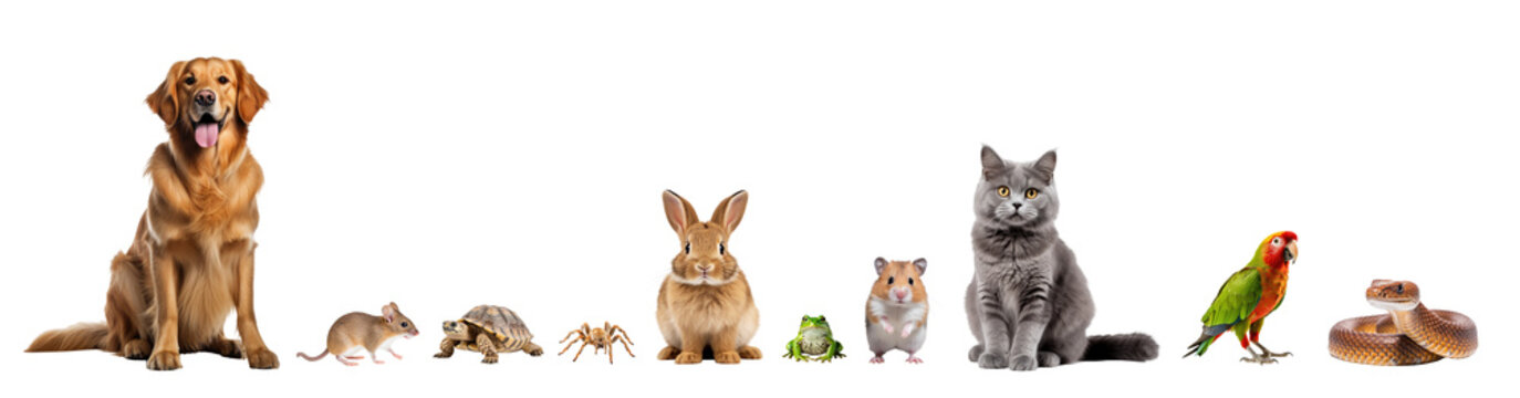 Group of pets, domestic animals together on transparent white background.