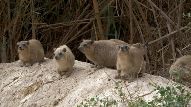 Rock Hyrax (Procavia capensis) a group sitting on the rock