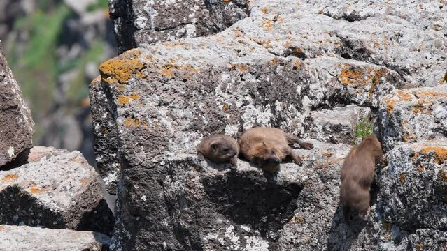 colony of hyraxes in northern Israe (Procavia capensis) Sunbathing on the rocks in the Golan Heights
