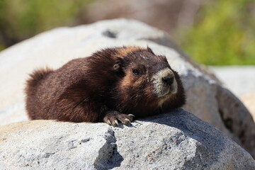 Vancouver Island Marmot(Marmota vancouverensis) Mount Washington, Vancouver Island, BC, Canada