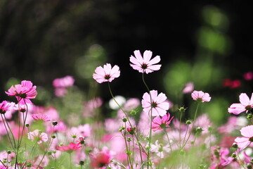 カラフルで美しいコスモス畑