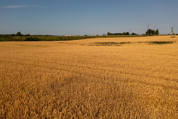 Drone photography of yellow grain agriculture field