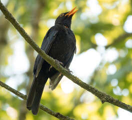 Singende Amsel im Baum