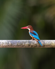 White-throated kingfisher perched on a metal tube