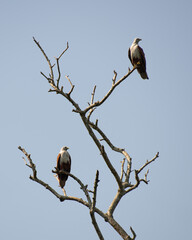 Pair of Brahminy kites perched on a dead tree