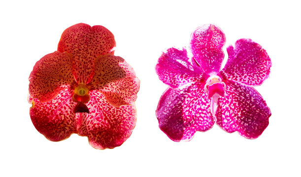 Inflorescence pink. Vanda and Ascocenda orchid bunch flower two type. Abbreviated as Asda in horticultural trade, is man-made hybrid genus resulting. Isolated on cut out PNG.