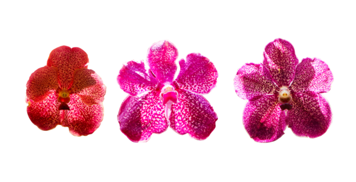 Inflorescence yellowish, pink, orange. Vanda and Ascocenda orchid bunch flower three type isolated on cut out PNG. Abbreviated as Asda in horticultural trade, is man-made hybrid genus resulting.