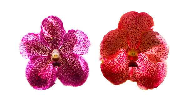 Inflorescence yellowish, pink, orange. Vanda and Ascocenda orchid bunch flower two type. Abbreviated as Asda in horticultural trade, is man-made hybrid genus resulting. Isolated on cut out PNG.