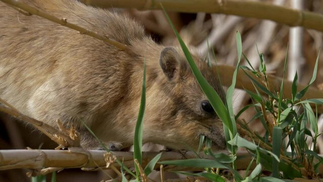 Close up of Rock Hyrax (Procavia capensis) eating reed leaves