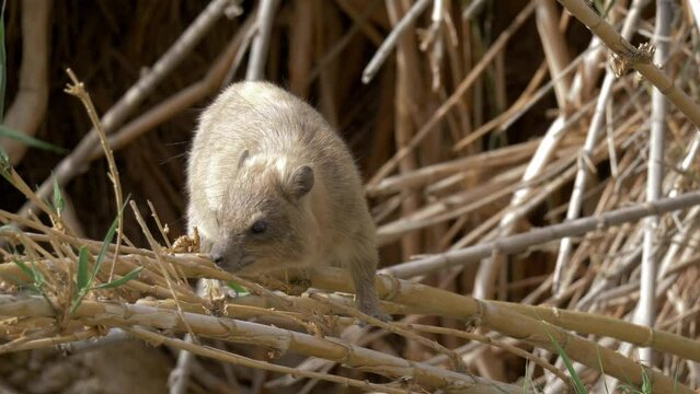 Close up of Rock Hyrax (Procavia capensis) eating reed leaves