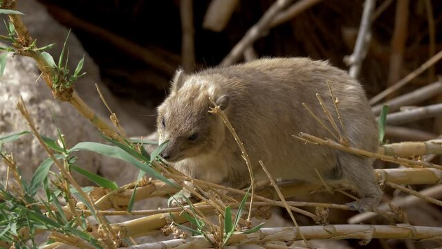 Close up of Rock Hyrax (Procavia capensis) eating reed leaves