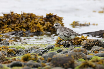 grey plover (Pluvialis squatarola) Vancouver Island, British Columbia, Canada