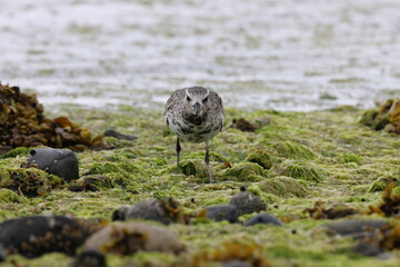 grey plover (Pluvialis squatarola) Vancouver Island, British Columbia, Canada