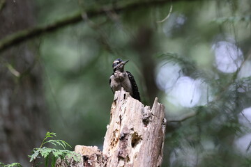 Hairy Woodpecker Vancouver Island, British Columbia, Canada