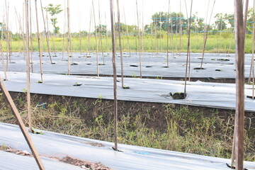 land for planting chilies or beds (bedengan). the land is ready for planting chilies