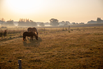 Obraz premium Horses in a pasture in the morning at sunrise with light fog