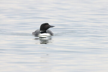 common loon or great northern diver (Gavia immer) Vancouver Island, British Columbia, Canada