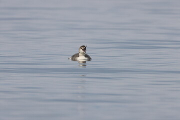 common loon or great northern diver (Gavia immer) Vancouver Island, British Columbia, Canada