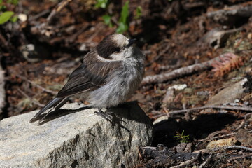 Canada jay (Perisoreus canadensis) Vancouver Island, British Columbia, Canada