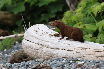 American mink (Neogale vison) Vancouver Island, British Columbia, Canada
