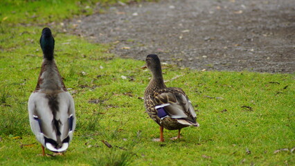 zwei Enten