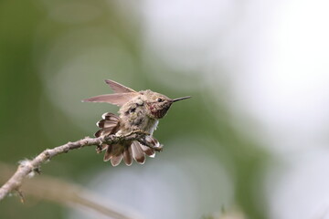 Annas Hummingbird Vancouver Island, British Columbia, Canada