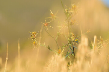Fototapeta premium Thistle in golden wheat field