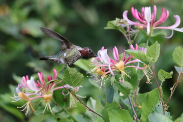Annas Hummingbird Vancouver Island, British Columbia, Canada