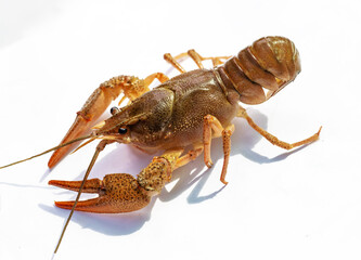 alive crayfish fighting with another,drinking beer with buddy, on top of mug. isolated one crayfish on white isolated.
