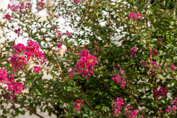 Un petit arbuste qui fleurit en campagne