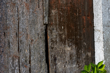 une ancienne planche de bois, très rugueuse et texturé avec de la mousse et des trous