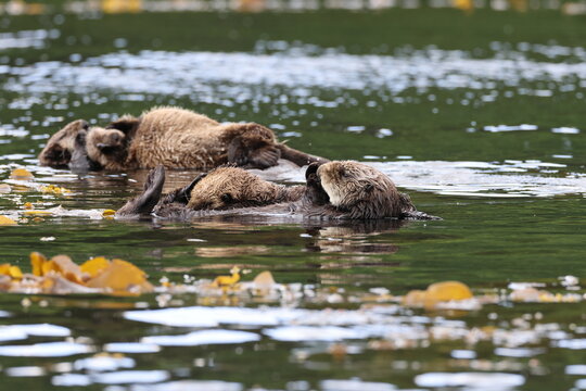 Sea Otter (Enhydra lutris) Vancouver Island, British Columbia, Canada