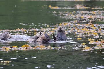 Sea Otter (Enhydra lutris) Vancouver Island, British Columbia, Canada