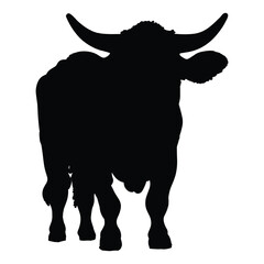 cow on white background