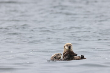 Fototapeta premium Sea Otter (Enhydra lutris) Vancouver Island, British Columbia, Canada