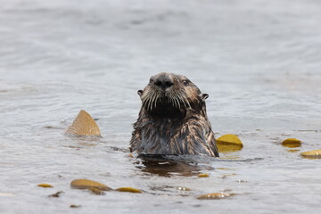 Fototapeta premium Sea Otter (Enhydra lutris) Vancouver Island, British Columbia, Canada