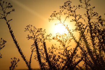 Sky Sunset